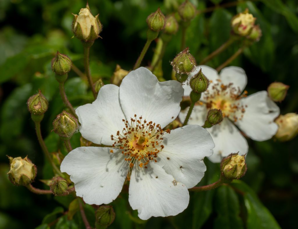 white-wandering-rose-among-plants