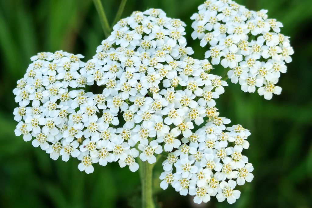 Native White Yarrow Flowers plants to grow in Michigan