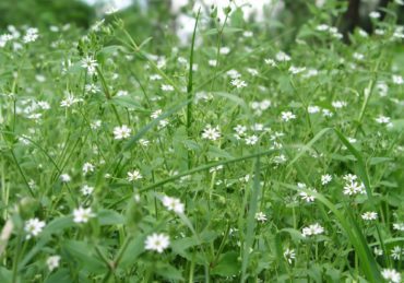 How to prevent winter weeds in Texas like common chickweed