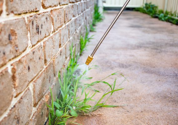 The best method on How to prevent winter weeds in Texas is done through spraying various weed killer