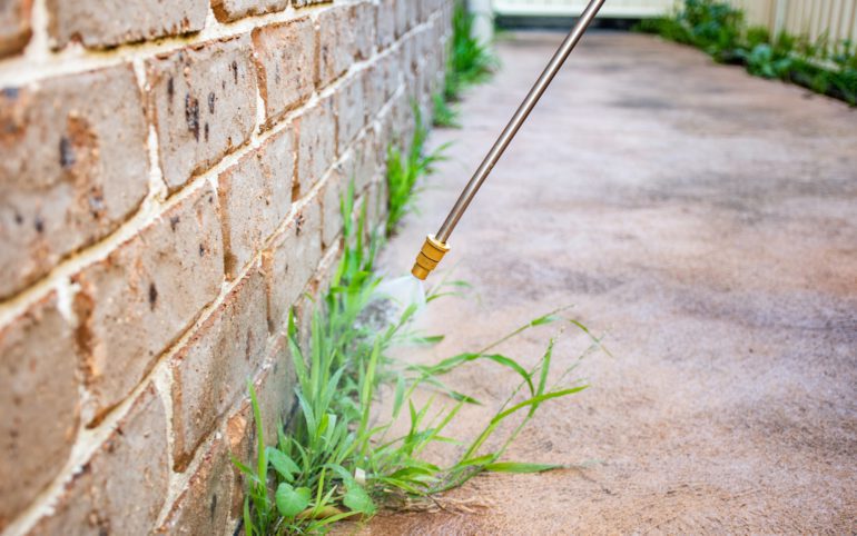 The best method on How to prevent winter weeds in Texas is done through spraying various weed killer