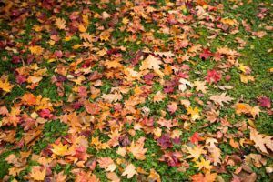 Autumn leaves on green lawn