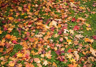 Autumn leaves on green lawn