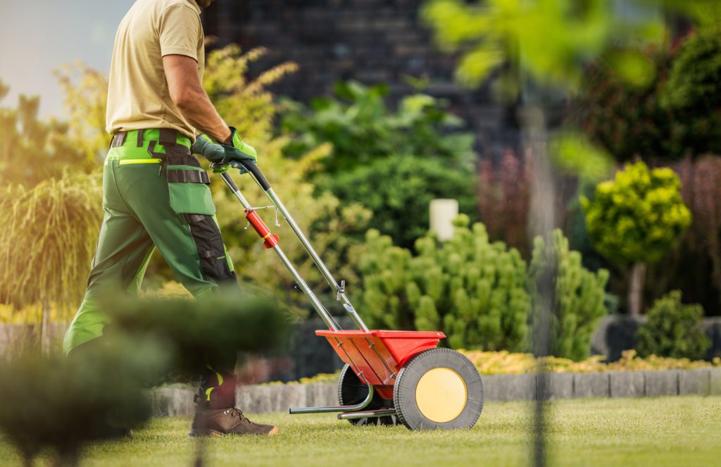 Gardener with Push Spreader Fertilizing Residential Grass Lawn