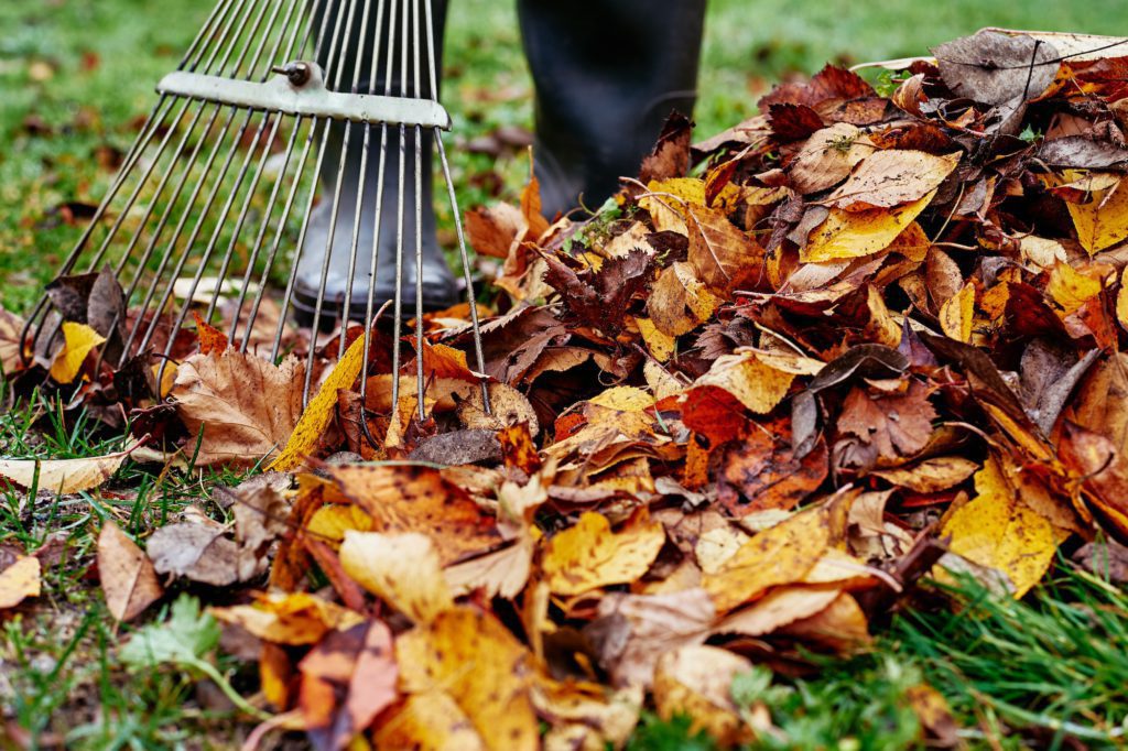 Woman raking pile of fall leaves at garden with rake