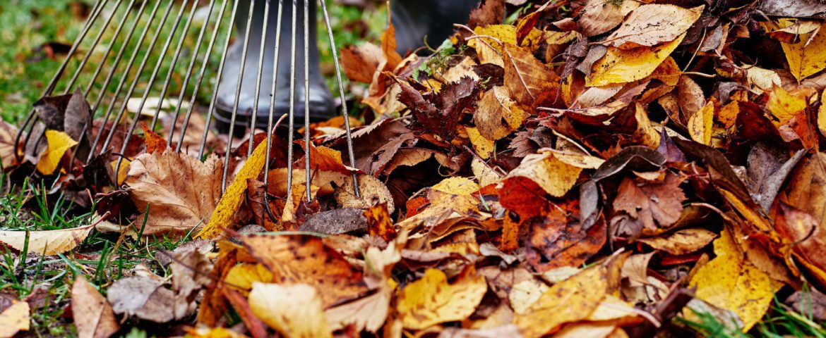 Woman raking pile of fall leaves at garden with rake