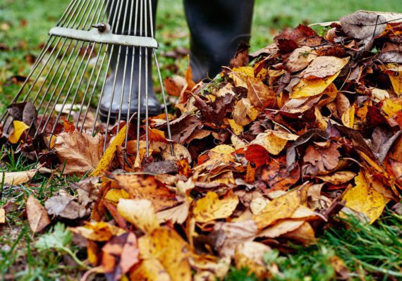 Woman raking pile of fall leaves at garden with rake