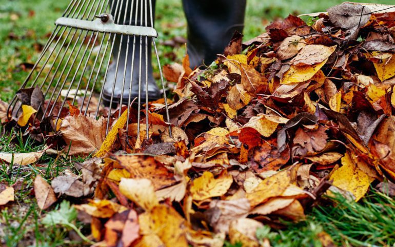 Woman raking pile of fall leaves at garden with rake