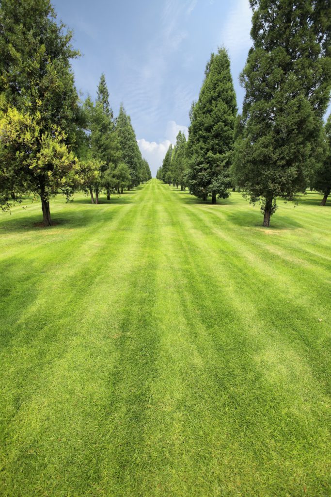 lawn and trees in a Ann Arbor park