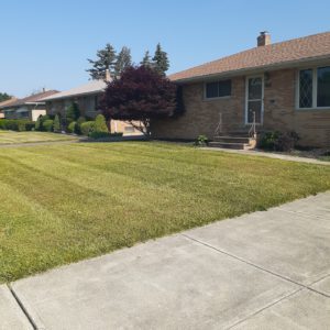 Fresh mowed lawn in Houston Heights Texas
