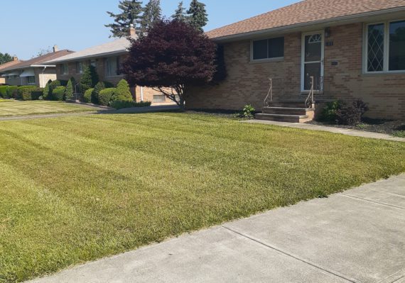 Fresh mowed lawn in Houston Heights Texas