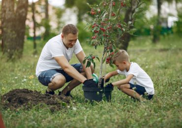 Father with little son are planting a tree on a freshly mowed yard in Cypress Texas