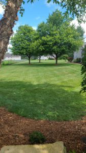 Fresh mowed lawn in Cicero Illinois