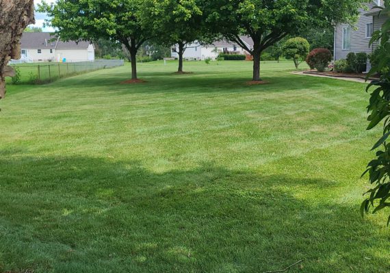 Fresh mowed lawn in Cicero Illinois