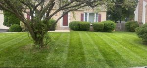 Freshly mowed lawn in Silver Spring Maryland