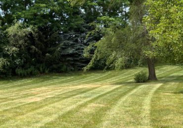 Freshly mowed lawn in Euclid Ohio