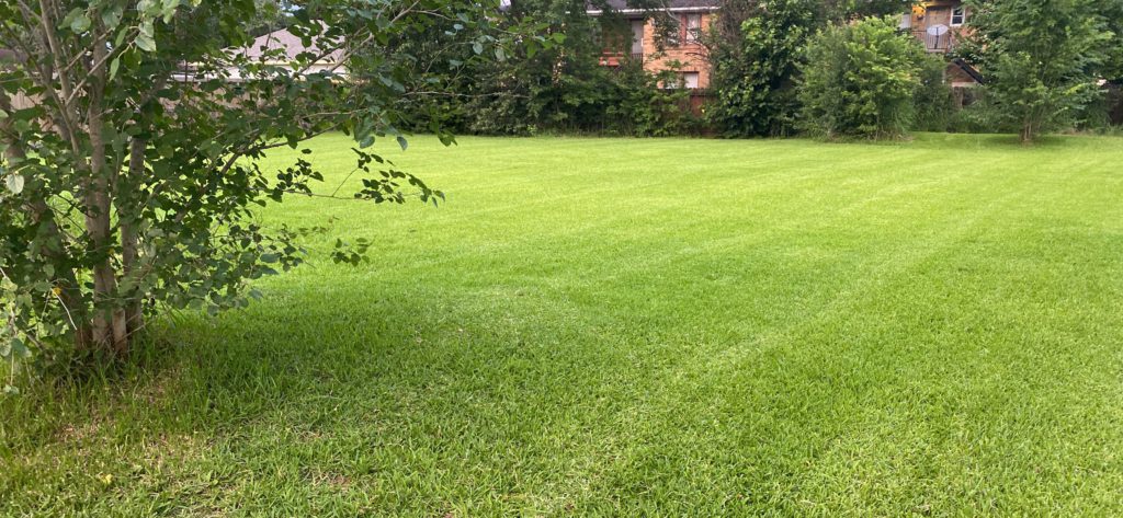 Fresh mowed lawn in Mesquite Texas
