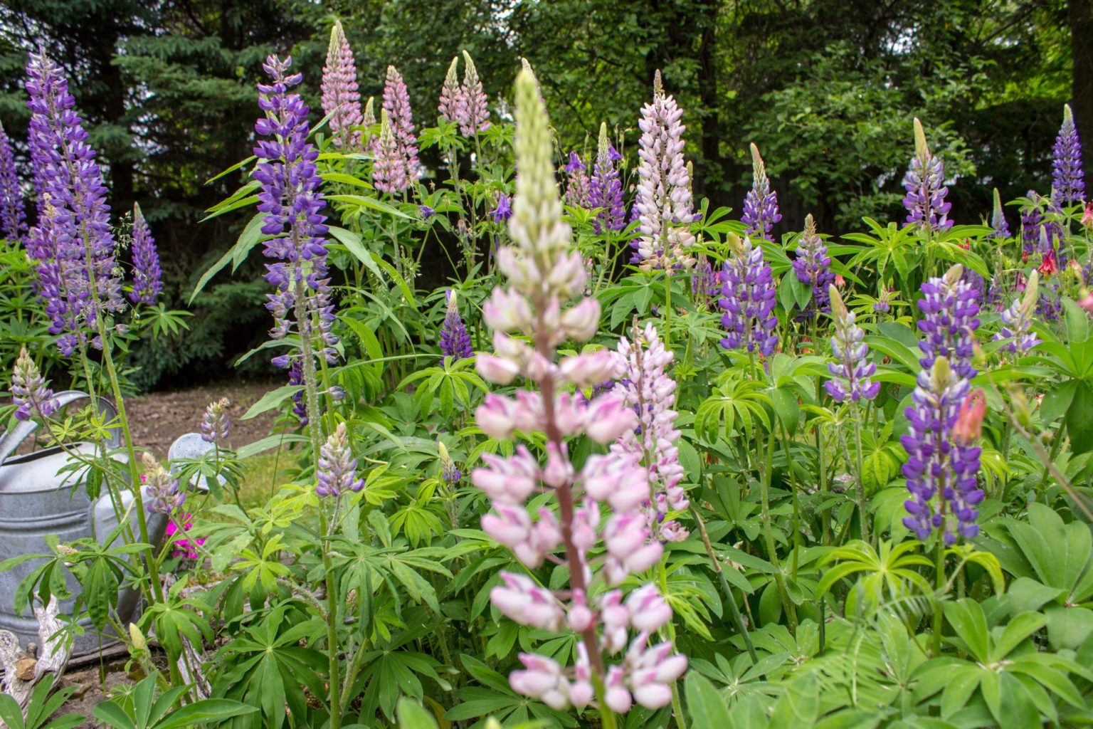 USDA Hardiness Zones and Its Purpose - LawnGuru Blog