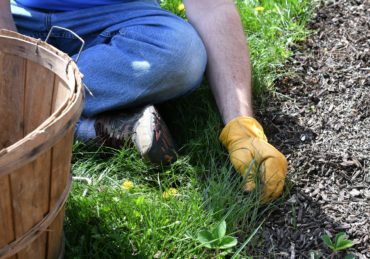 Man doing yard work chores by pulling weeds & grass from along the edge of a mulched flowerbed.