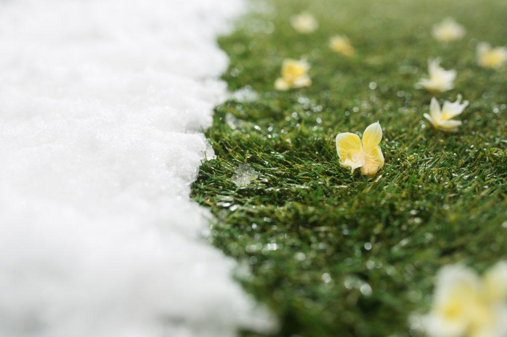 Meeting snow on green grass close up - between winter and spring concept background