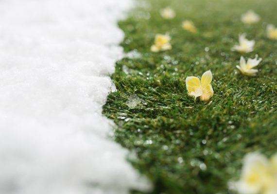 Meeting snow on green grass close up - between winter and spring concept background