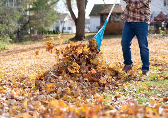 Raking leaves in the yard in autumn