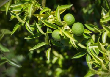 Lime Tree with Fruits