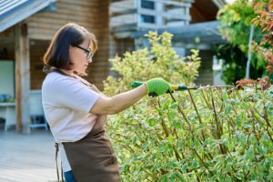 Female gardener cuts a hedge in backyard
