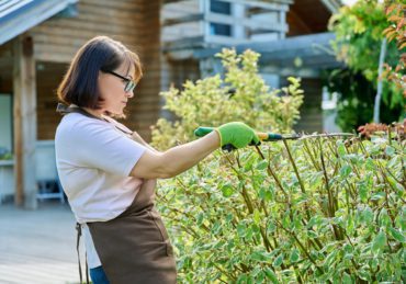 Female gardener cuts a hedge in backyard