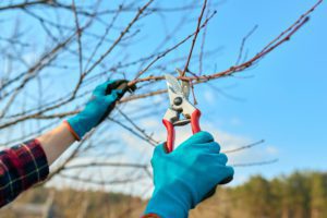 Spring seasonal gardening, pruning fruit trees with pruning shears