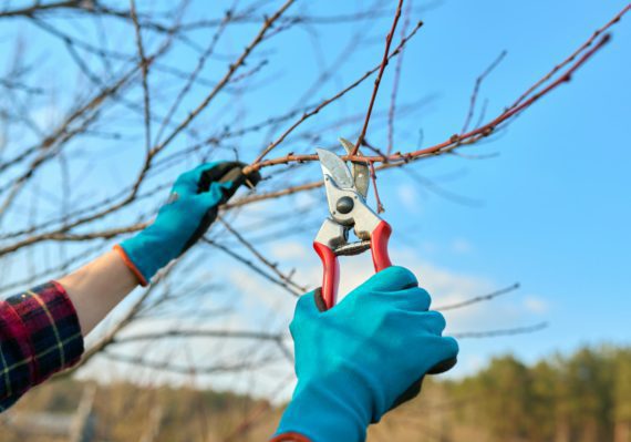 Spring seasonal gardening, pruning fruit trees with pruning shears