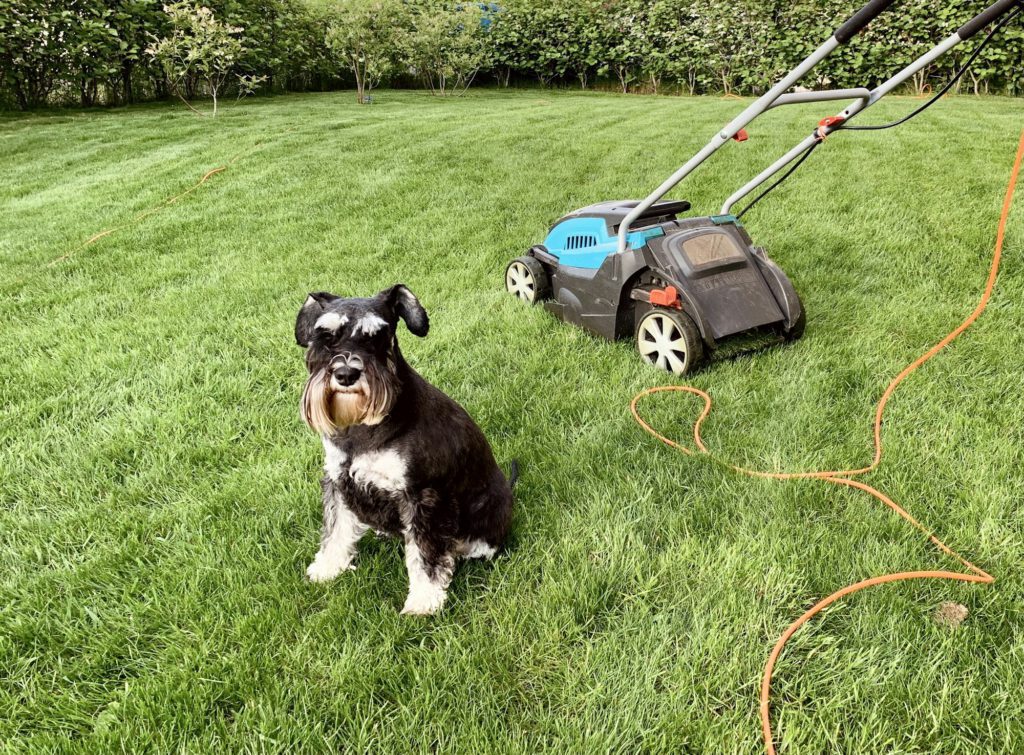 Schnauzer dog sitting on green lawn next to lawn mover in summer garden