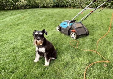 Schnauzer dog sitting on green lawn next to lawn mover in summer garden