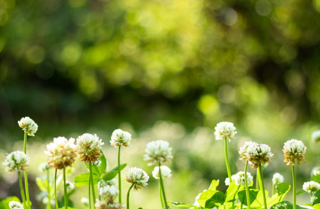 Blurred background of white flowers of clover and grass, summer in nature.