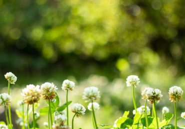 Blurred background of white flowers of clover and grass, summer in nature.