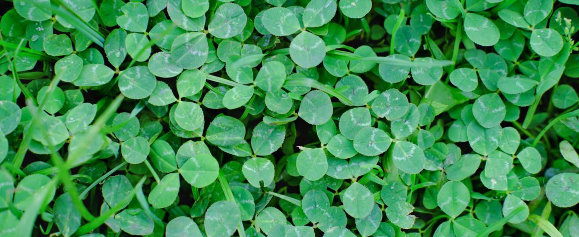 clover field, top view. green clover leaves.