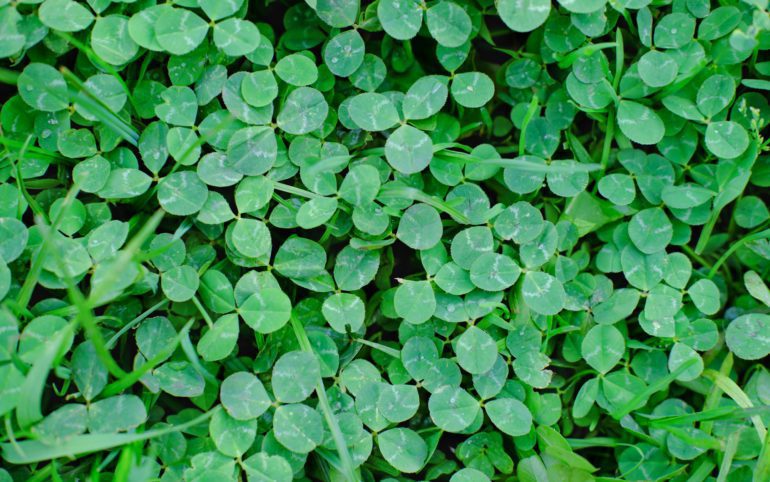 clover field, top view. green clover leaves.