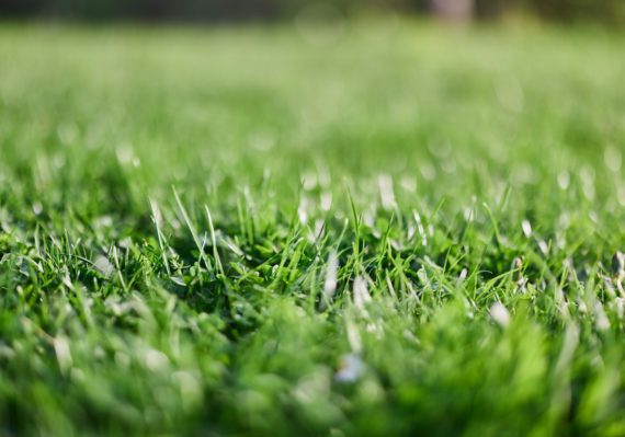 Fresh leaves of young green lawn grass close-up, clover and micro clover sprouts for landscape