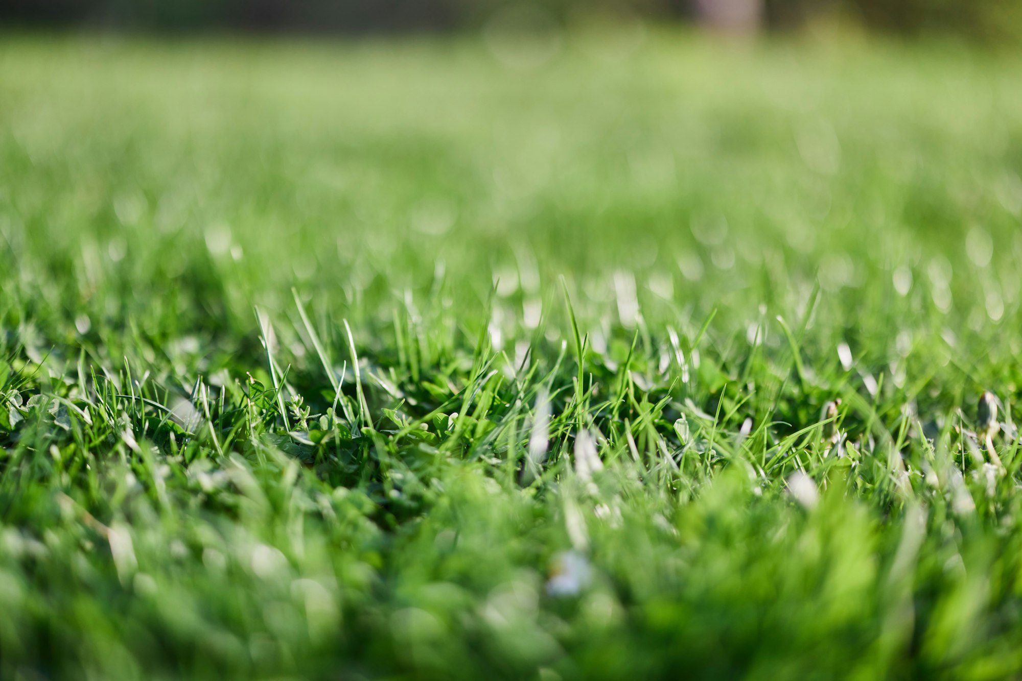 Fresh leaves of young green lawn grass close-up, clover and micro clover sprouts for landscape