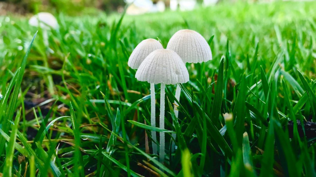 NOMINATED Very light and bright, delicate mushrooms sprouted up in the grass from the morning rain