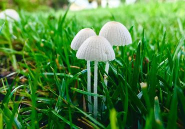 NOMINATED Very light and bright, delicate mushrooms sprouted up in the grass from the morning rain