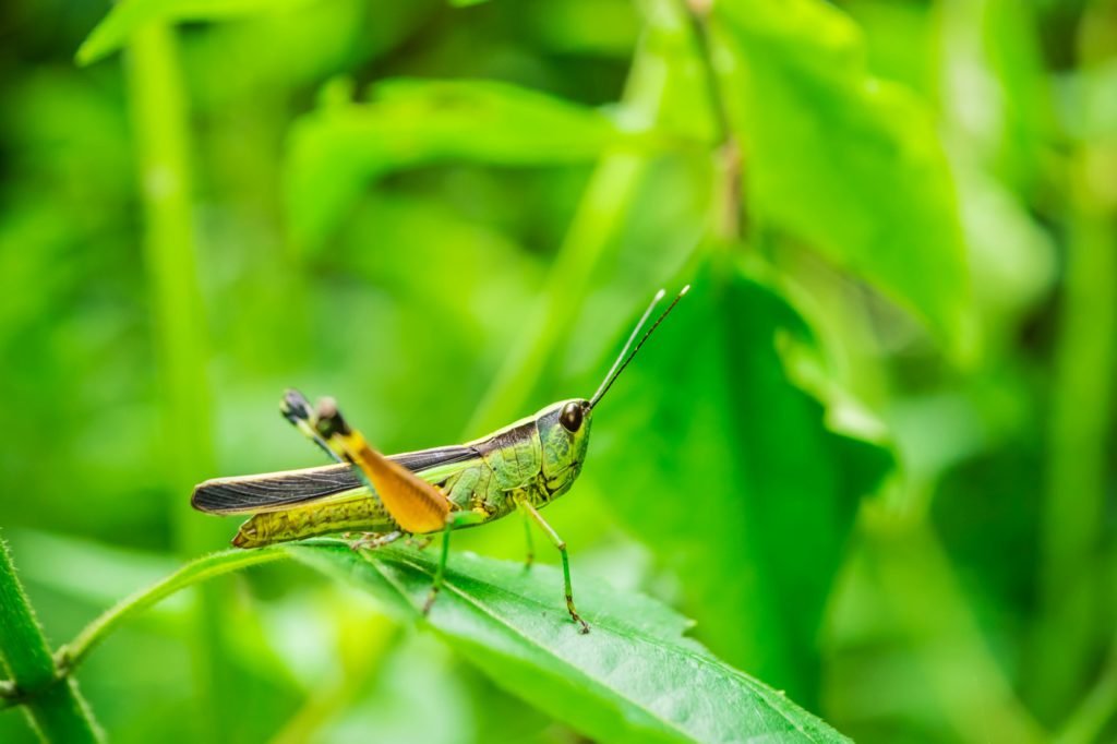 Close up of Grasshopper on green leaves. Soft focus