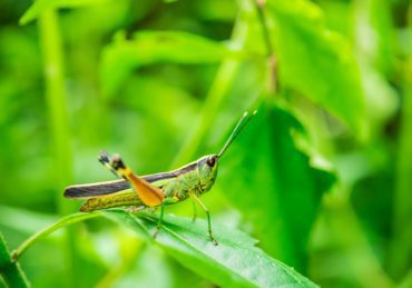 Close up of Grasshopper on green leaves. Soft focus