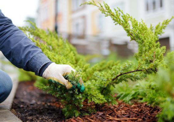 Gardener mulching with pine bark juniper plants in the yard. Seasonal works in the garden.