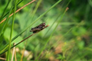 Grasshopper on a green background