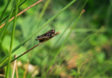 Grasshopper on a green background