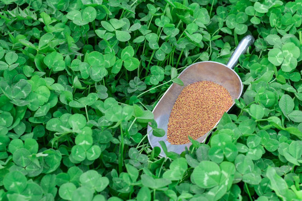 Lush green clover lawn with a scoop with clover seeds