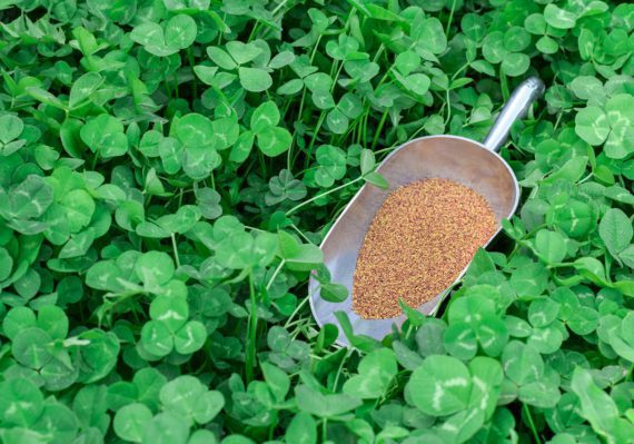 Lush green clover lawn with a scoop with clover seeds