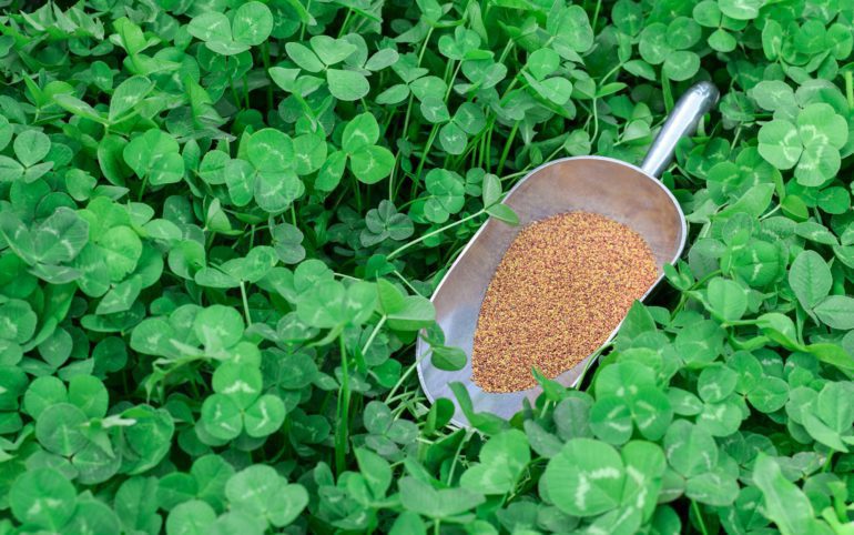 Lush green clover lawn with a scoop with clover seeds