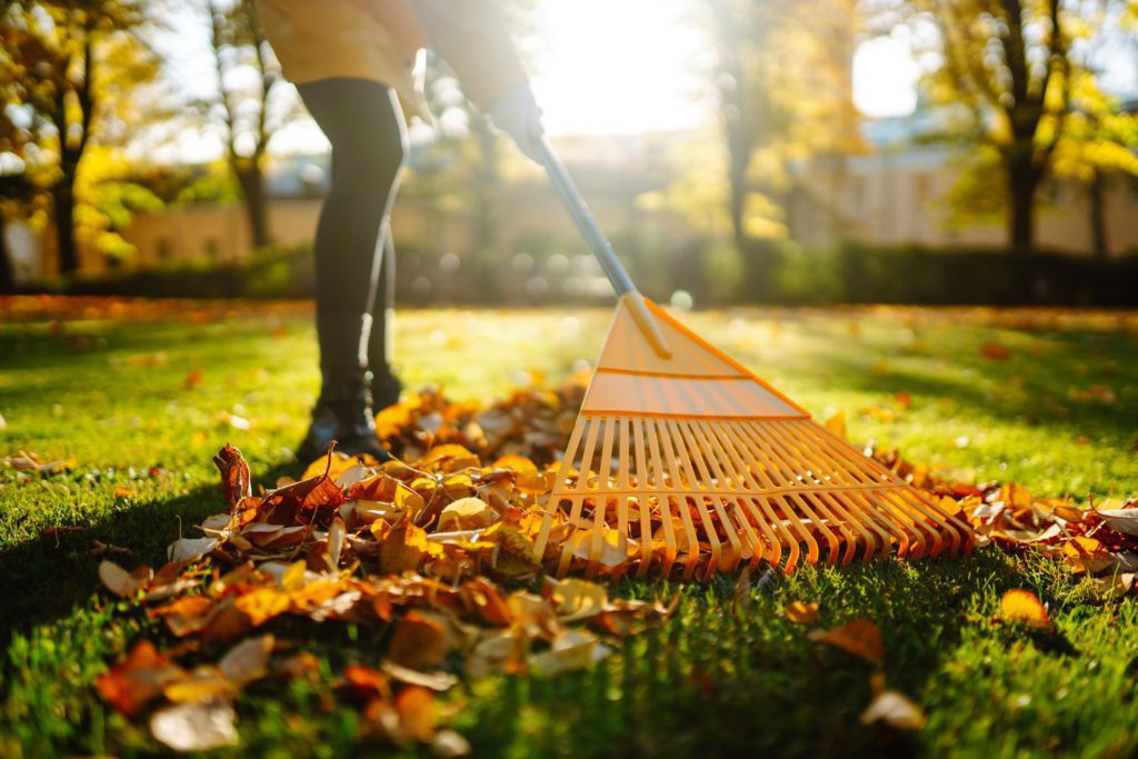 Pile of fallen leaves is collected with a rake on the lawn in the park. Seasonal gardening.